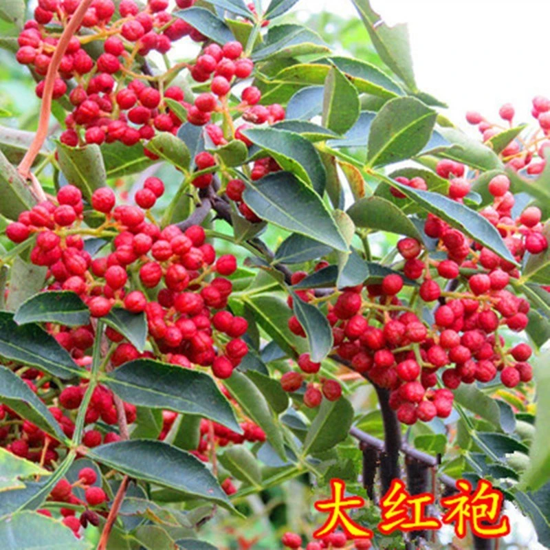 四川汉源大红袍花椒苗红花椒苗花椒树红花椒树苗麻椒苗狮子头花椒
