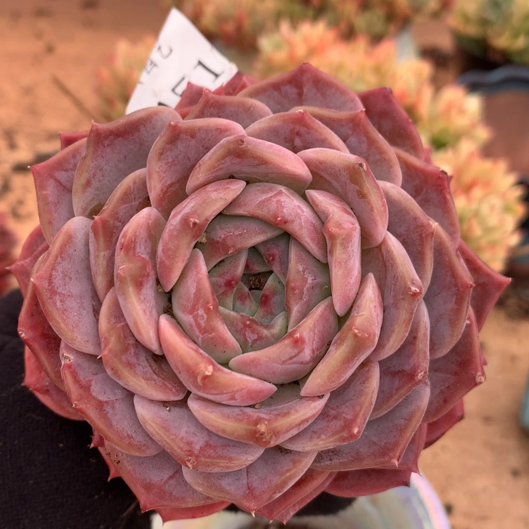 5451杂交多肉老桩