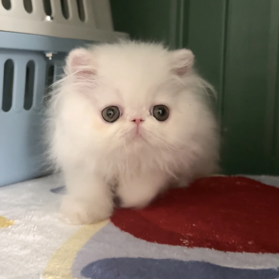 MODELCAT宠物猫加菲猫波斯猫妹妹 小公主