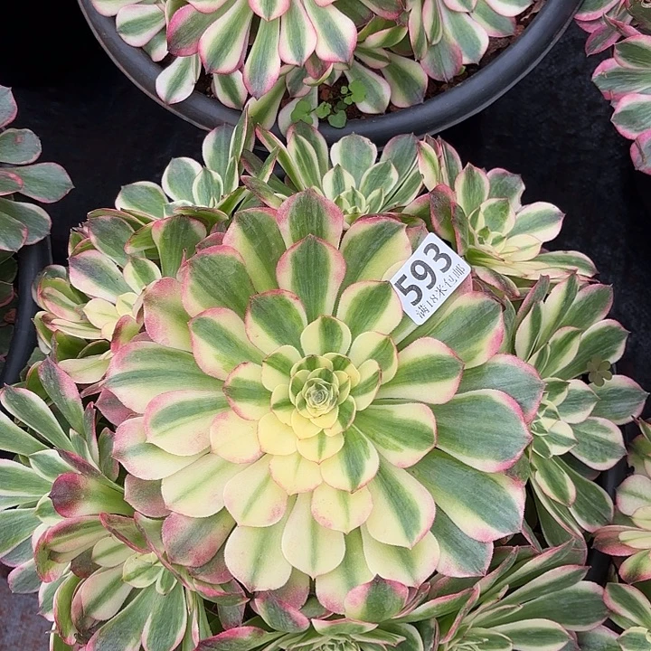 593海仙捧花掌心多肉法师锦不包侧枝断枝