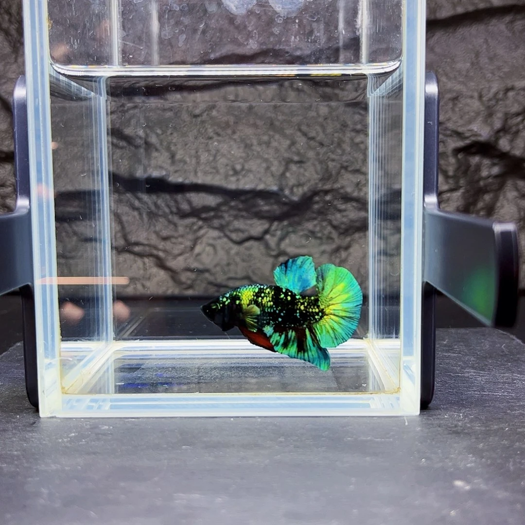 海水宙斯斗鱼工作室08-20