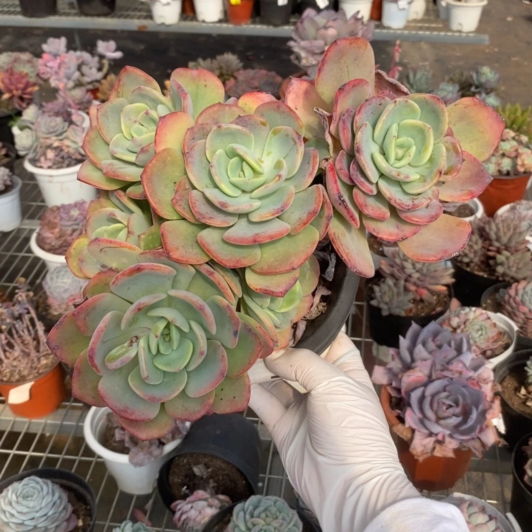 4199白月光一物一拍