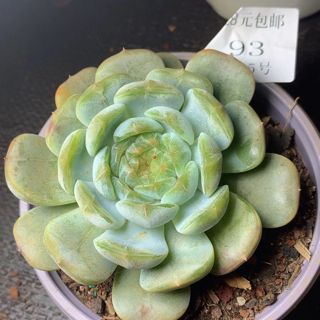 【闪购商品】云93号