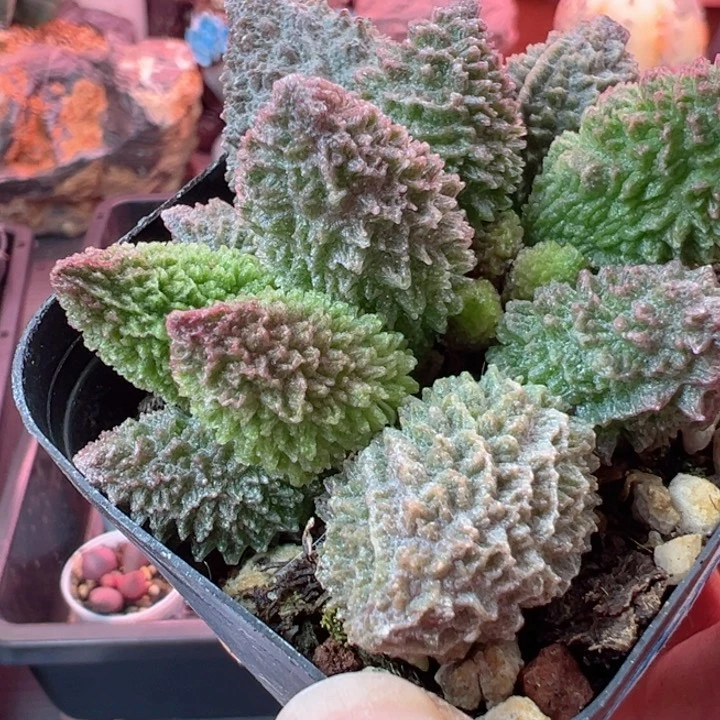 栗**丁有时间就给她发个短信