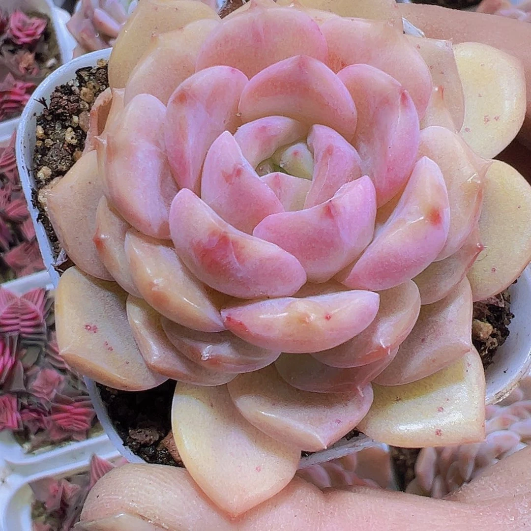 冰葡萄19包邮多肉植物