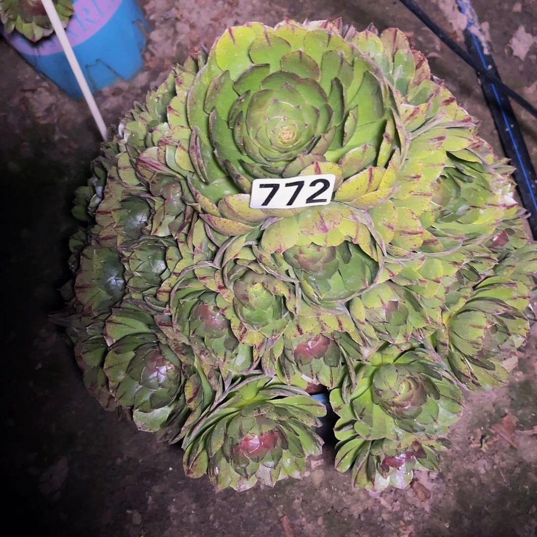 万圣节拉丝14-2包邮法师