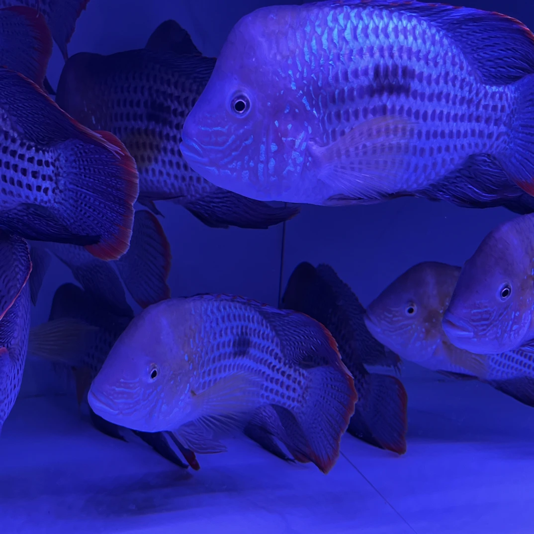 红尾玉面皇冠鱼热带鱼大型