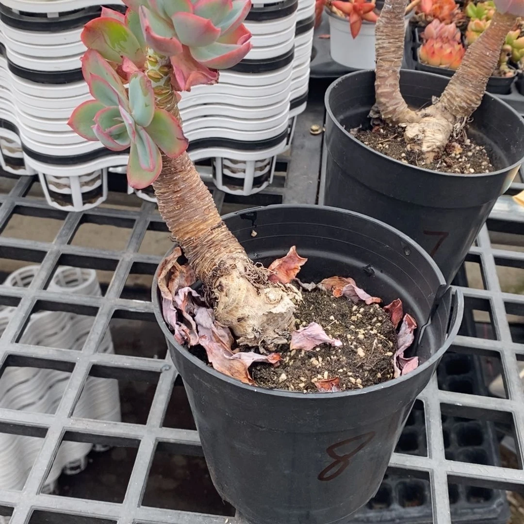 ᨳ****一物一拍蓝光多肉8