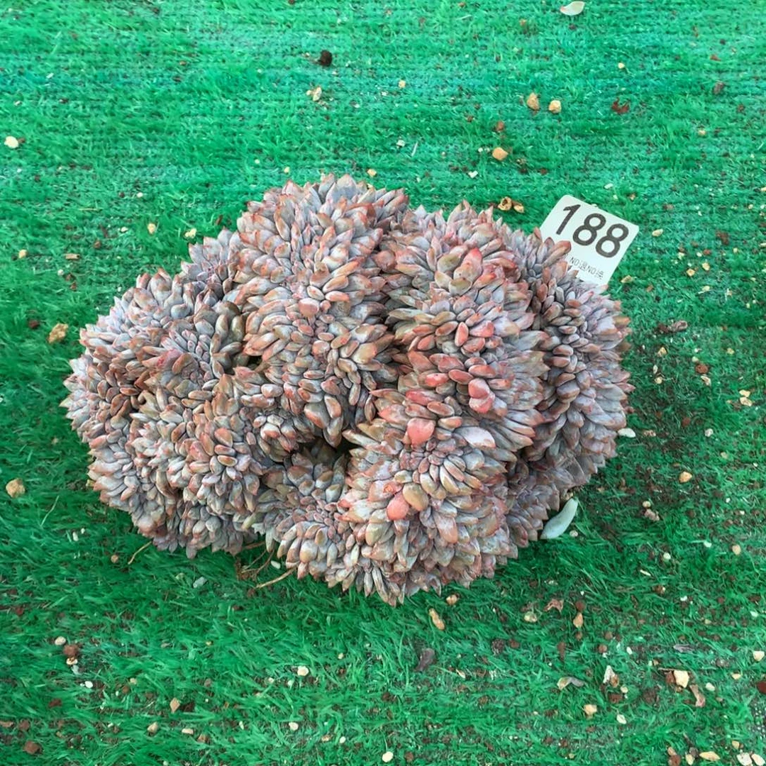 188橙子缀化多肉植物微瑕