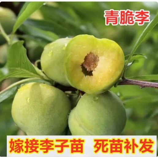 正宗晚熟脱骨李嫁接苗李子树苗清脆李青脆甜李南方北方当年结果