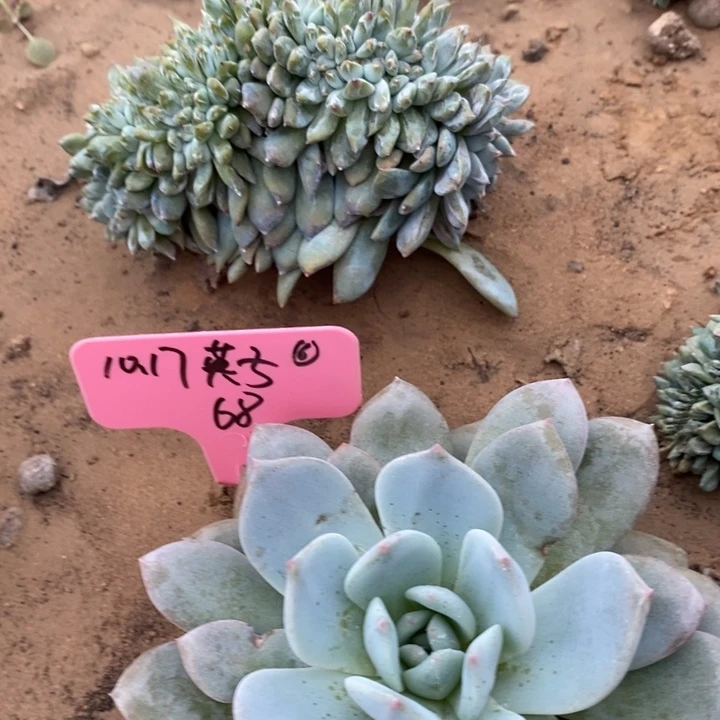 福多多花卉园艺星影