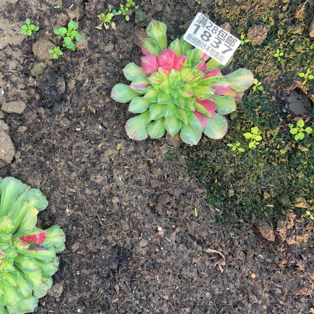 N. 1837知否多肉。cede