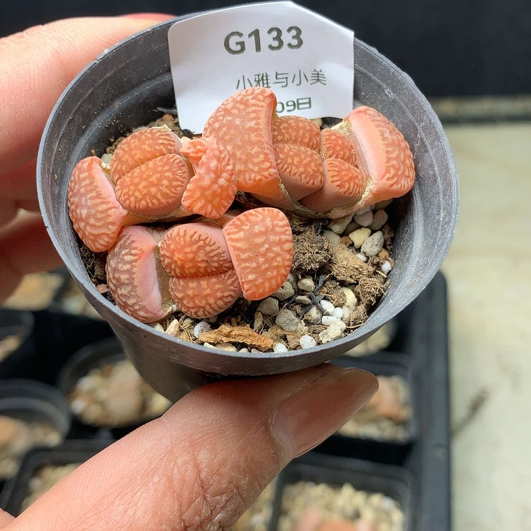 G133多肉植物保护研究所