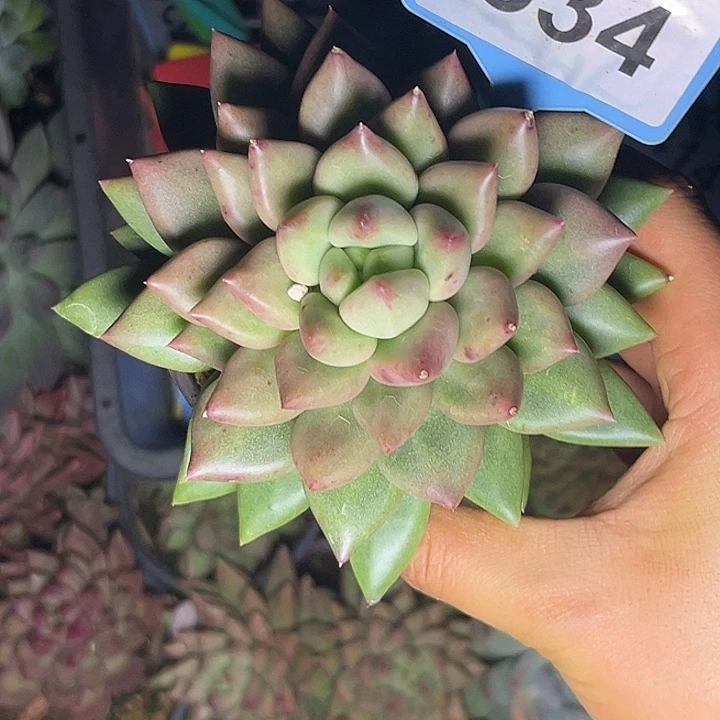 多肉植物米其林534