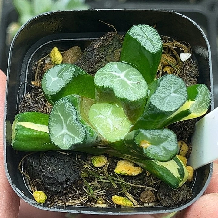 151玉龙万象锦头家多肉十二卷