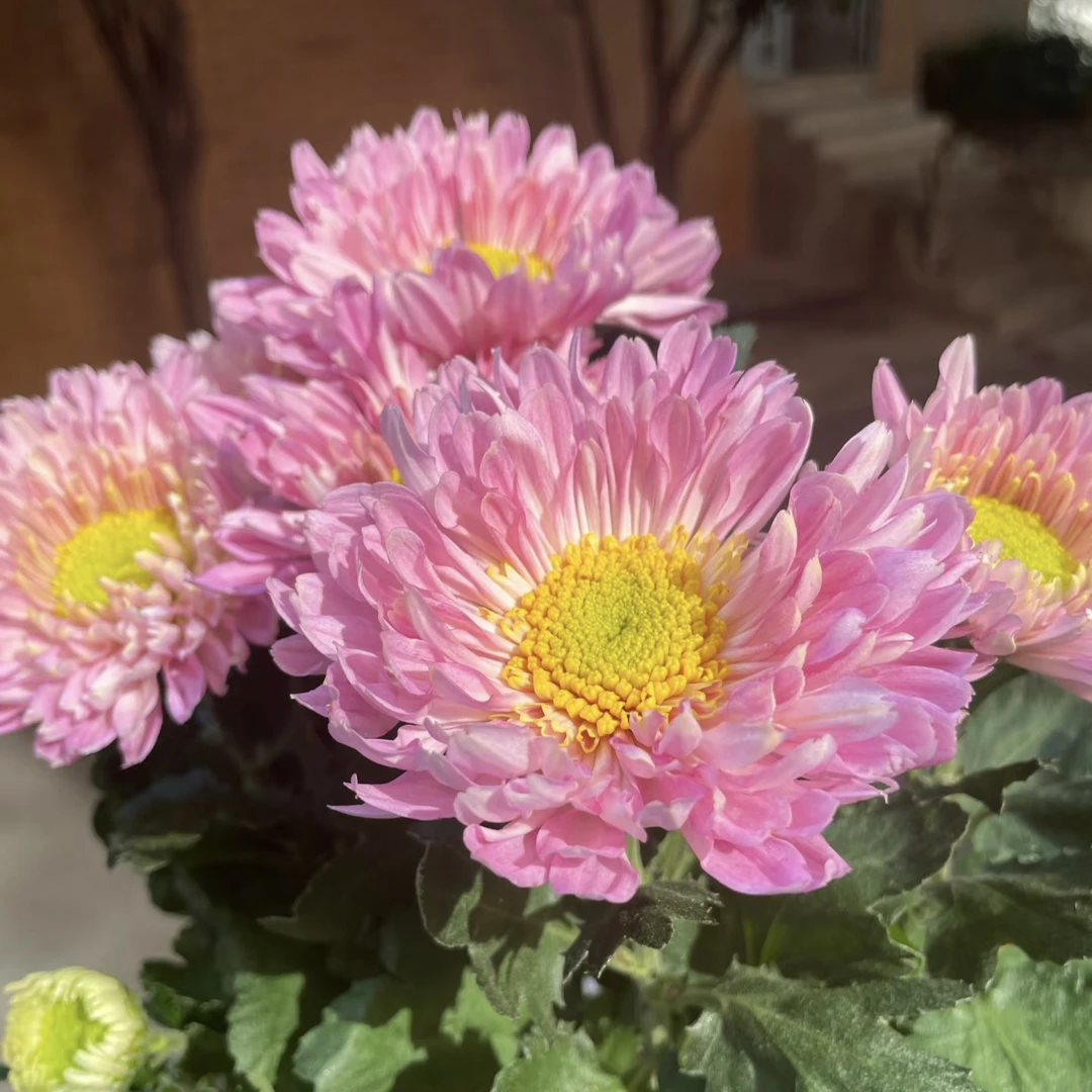 塞拉之光小雏菊盆栽种花期长颜值高阳台庭院开花植物好养荷兰菊花