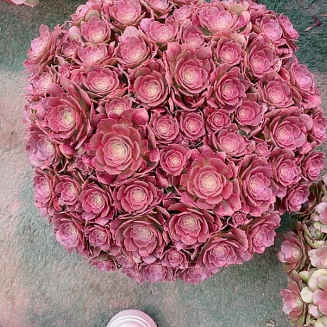 【闪购商品】法师好看也好养