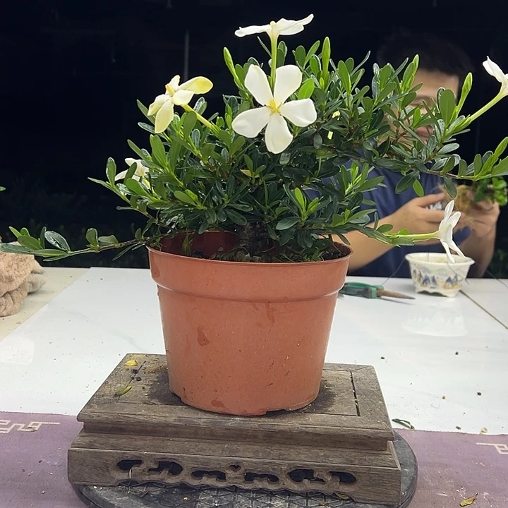 当前无花朵，栽培后可花朵凤凰山蜡玉栀子花