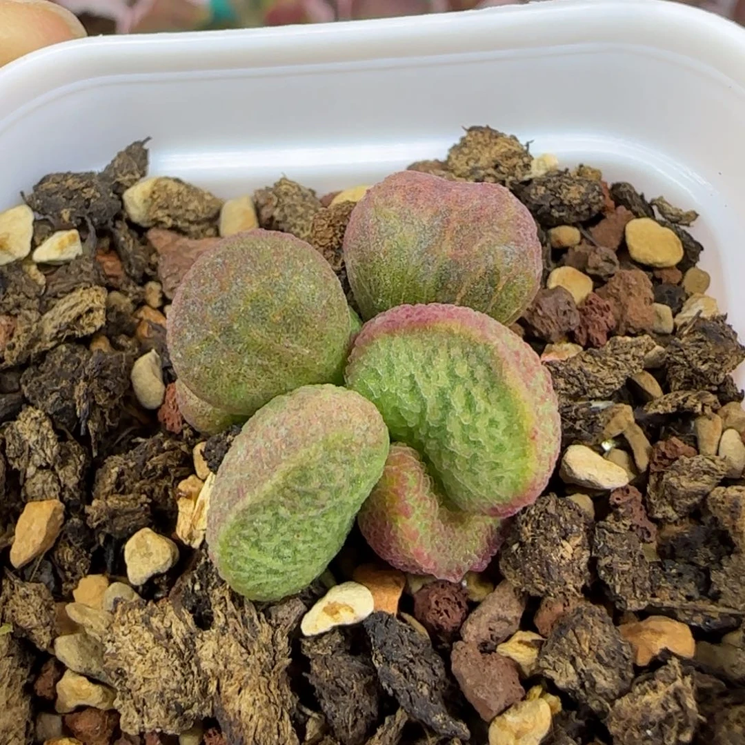 实生整棵，五方盆发