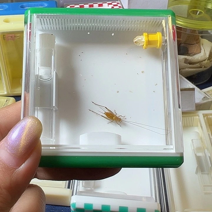 用***6蟋蟀哈哈哈哈哈哈哈哈哈哈哈哈哈