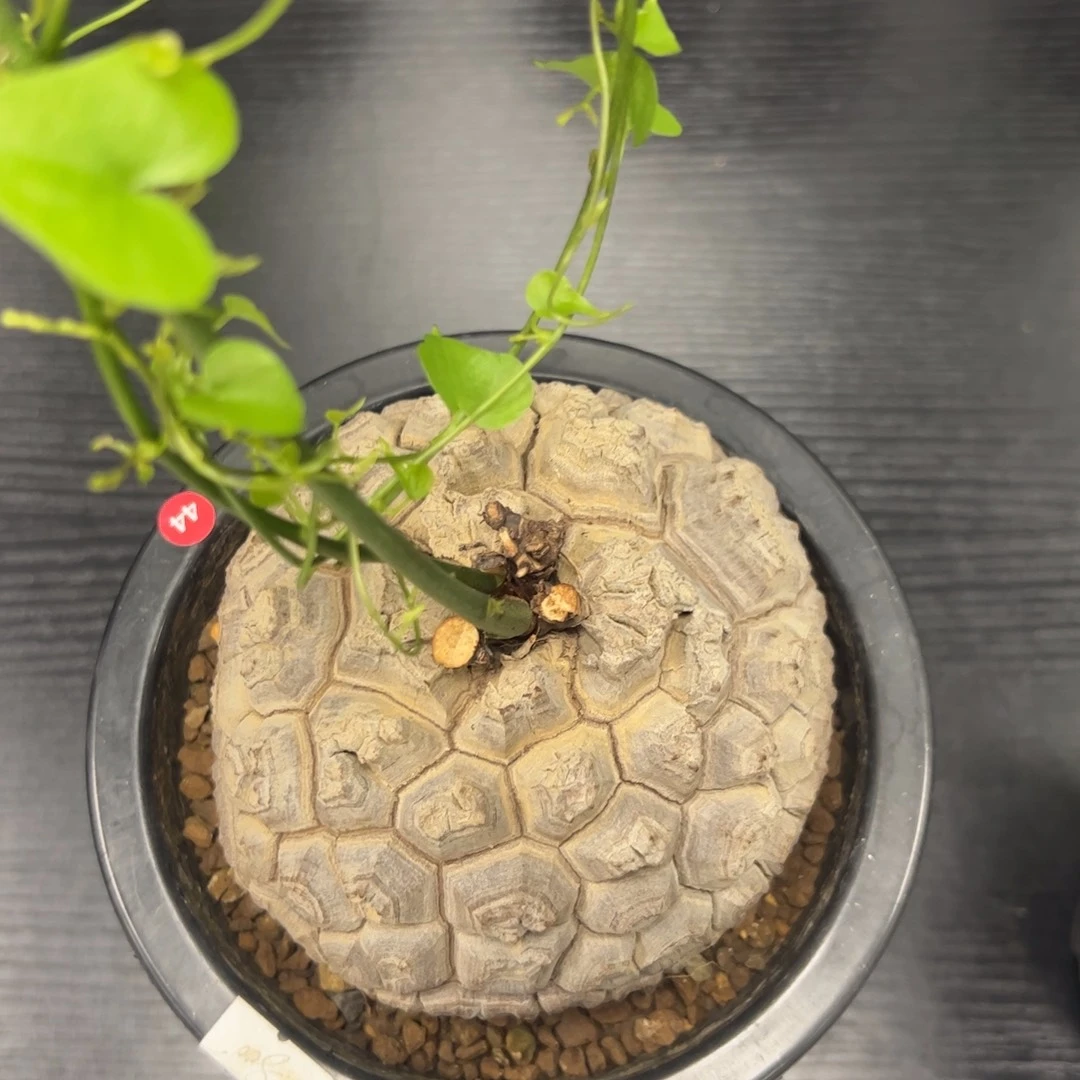 精品盆栽养定龟甲龙44号