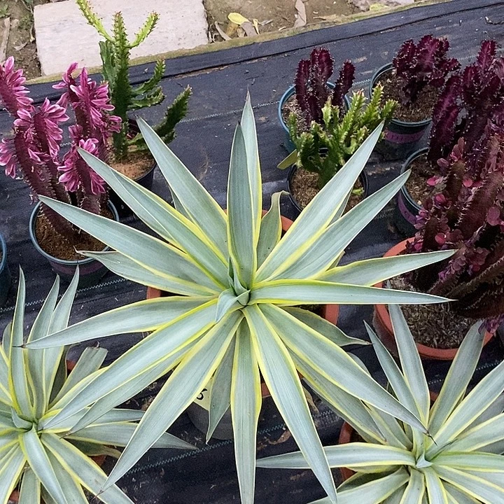 银河旅人一物一拍