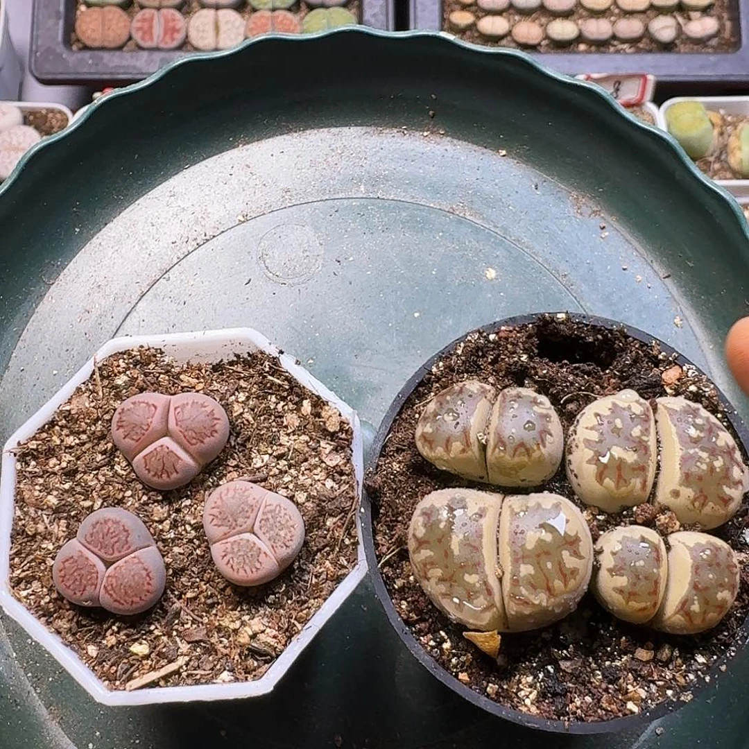 小***烤生石花111111。   612