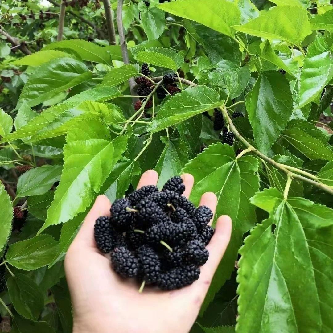 《胖丫》野生桑葚净2斤包邮送货上楼