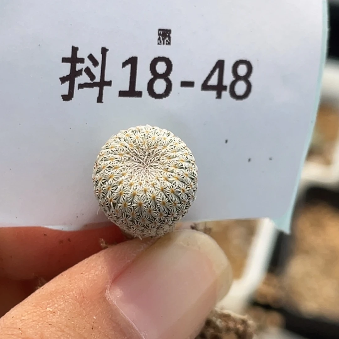 18-48月世界多肉植物