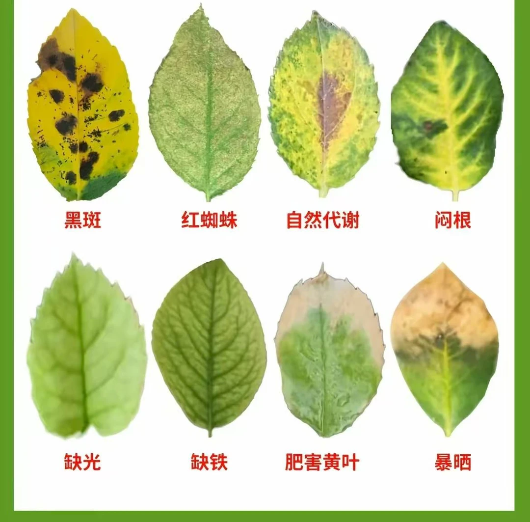 月季预防 白粉 黑斑 红蜘蛛 蓟吗等 一打就好