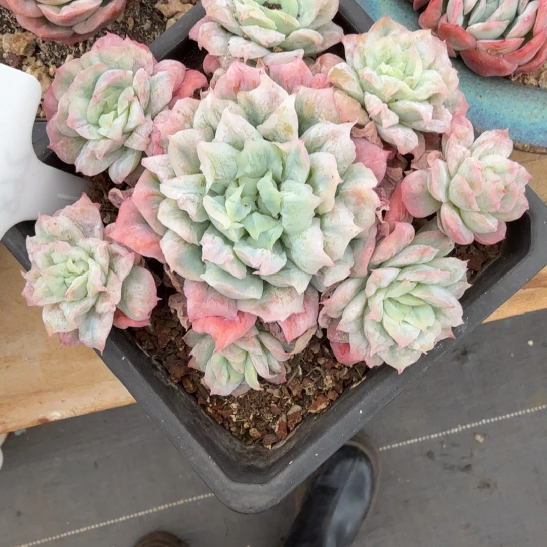 意***喵无花朵肉肉肉肉肉肉肉肉肉