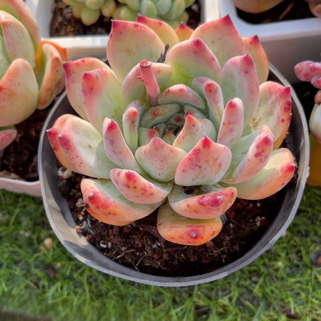 多肉植物一物一拍