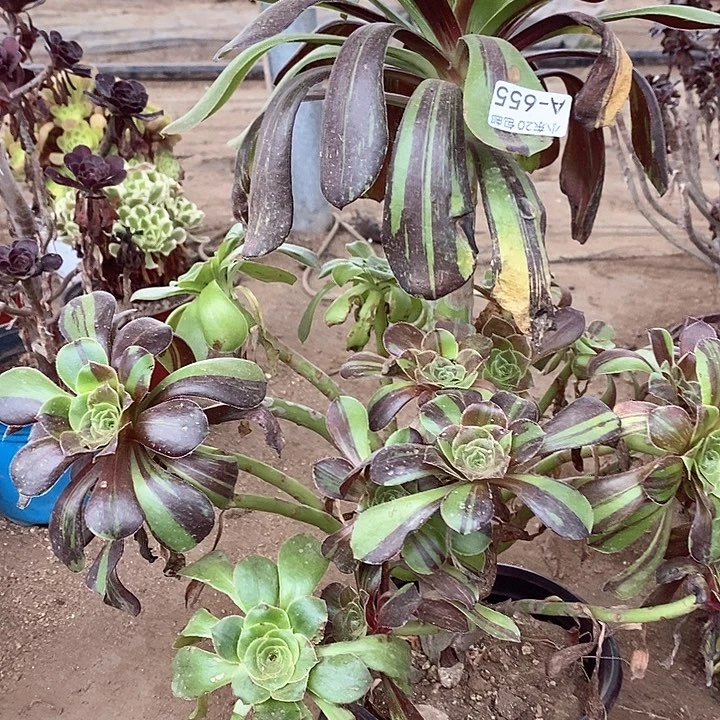 655水墨丹青多肉植物法师