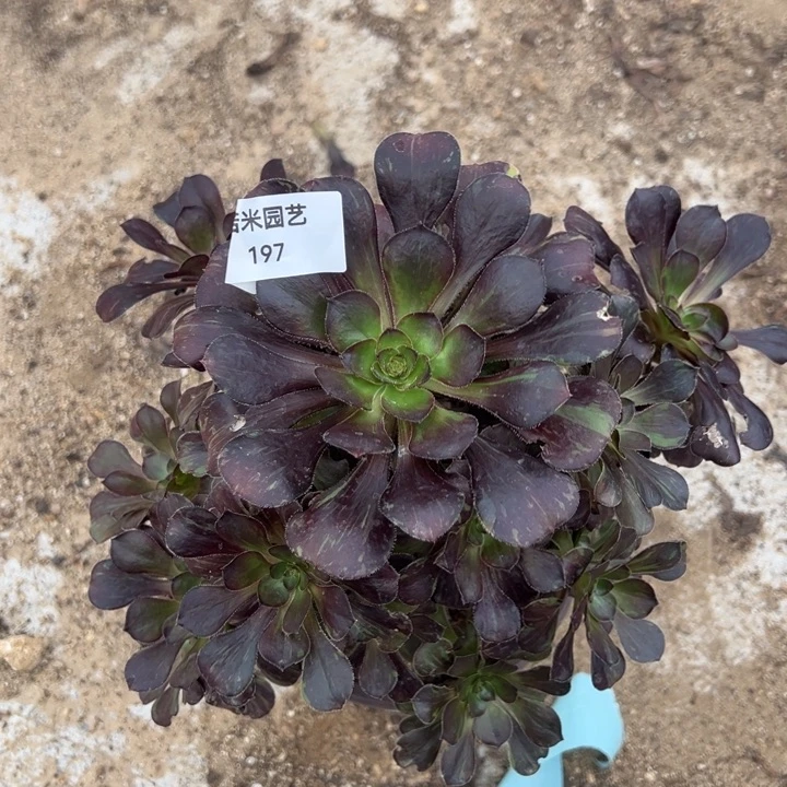 黑钻花无缺阴阳手捧197