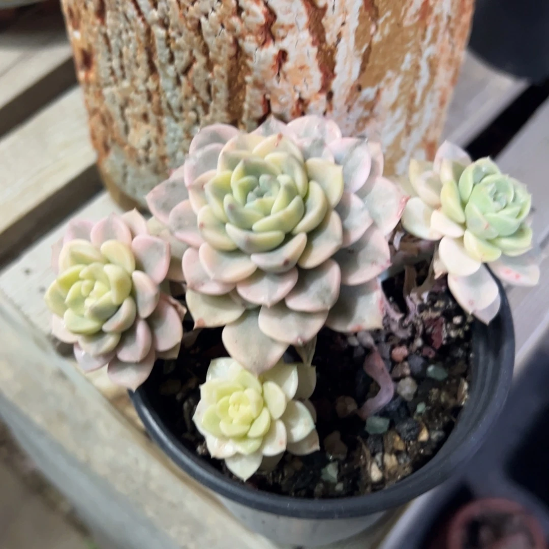 福利9.9元多肉植物