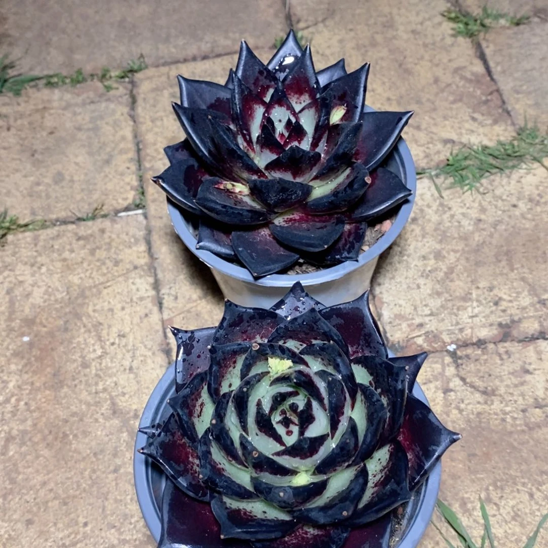 x****j福利美乌黑玄