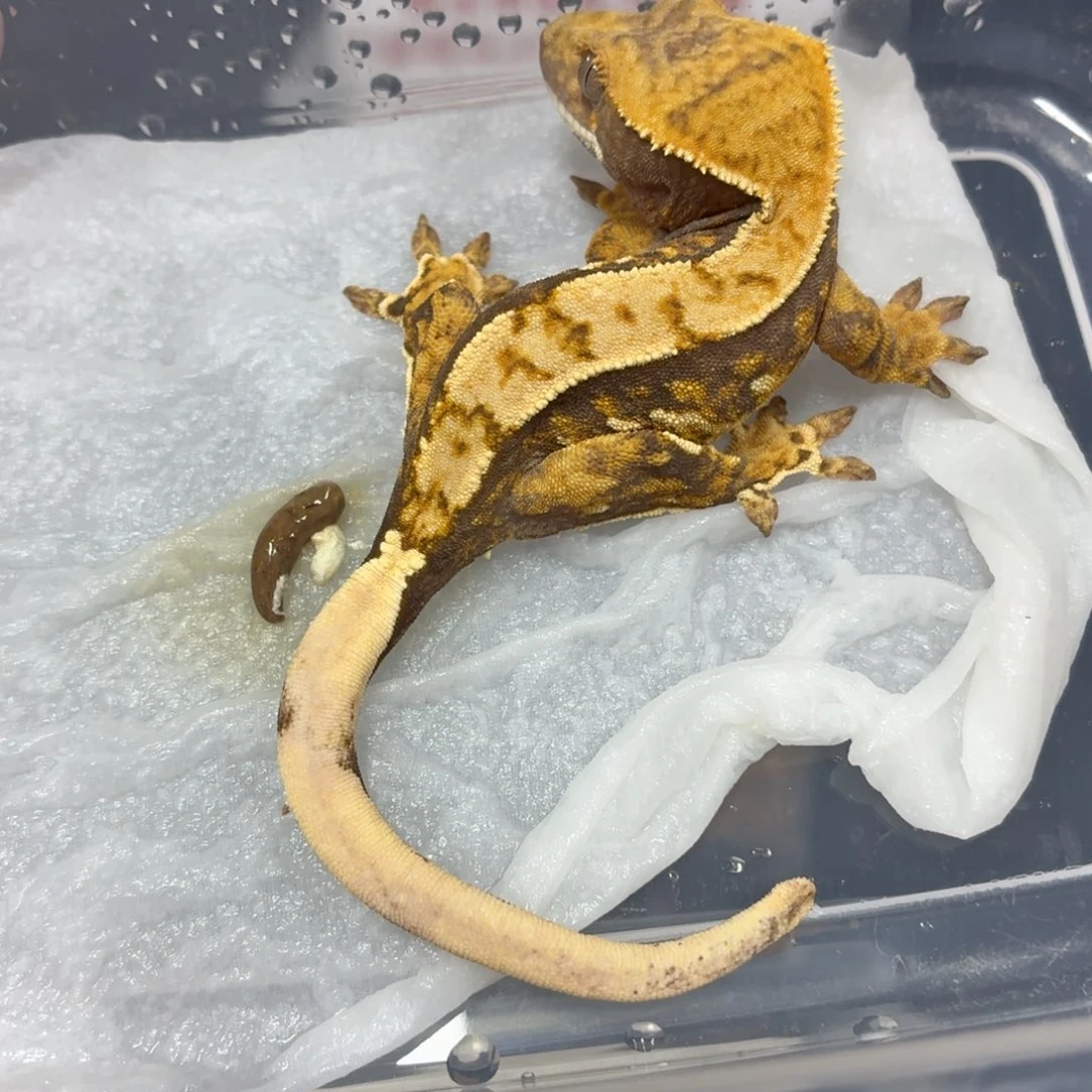 睫角守宫睫角守宫可爱入门