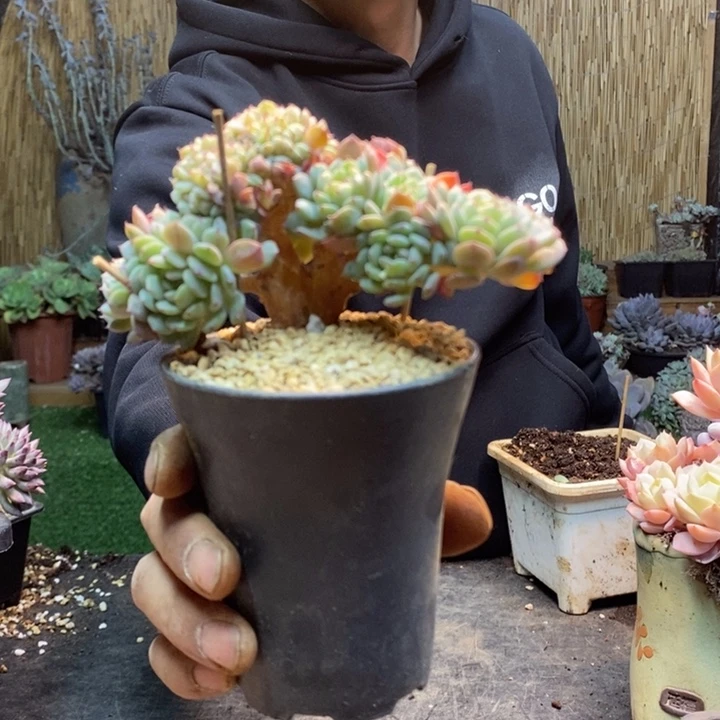 静****145号白胖子多肉植物