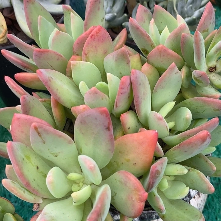 芒果美人整无砍多肉
