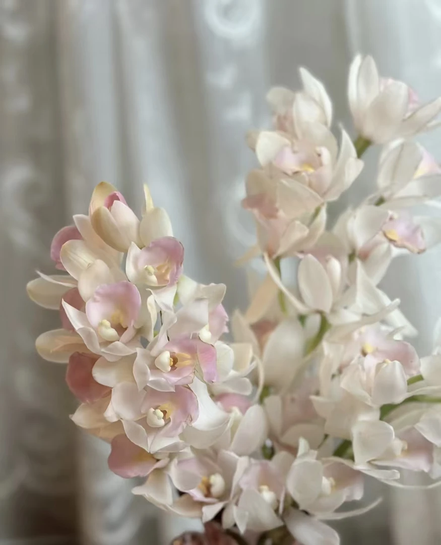 【白雪公主】兰花浓香 好种好养  室内兰花兰花