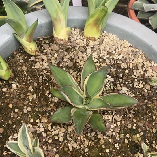 萌***兽西瓜纹鲸鱼舌锦植物