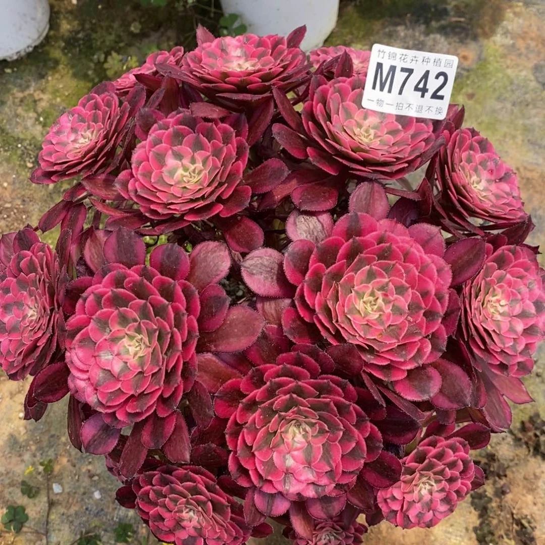 742红彤嫩桩一棵