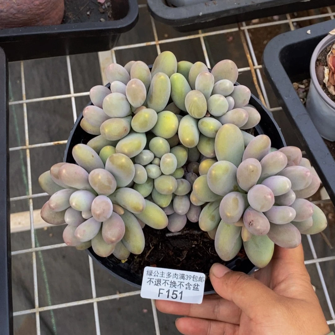 151蛋黄奶多肉15c m