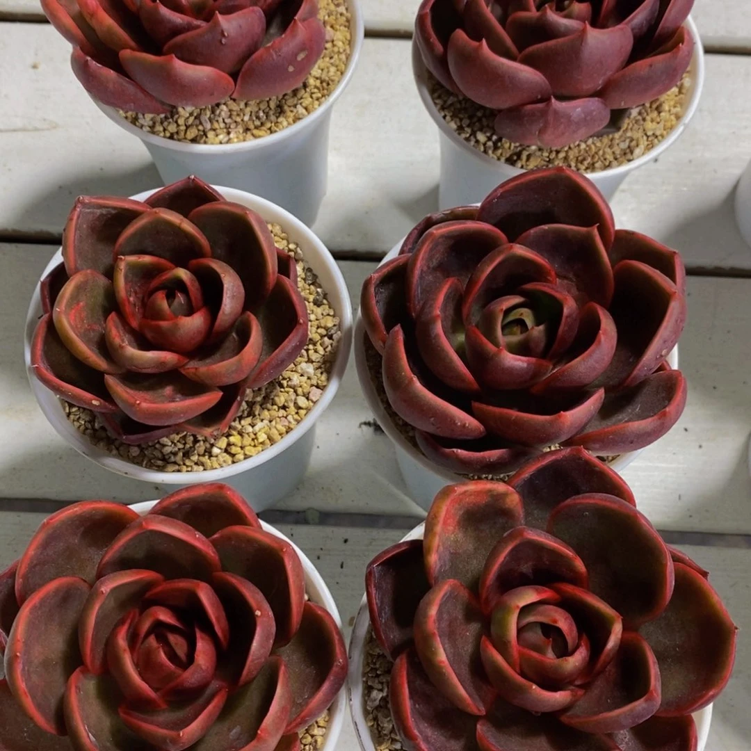 96-全状态母本红灯单头一个