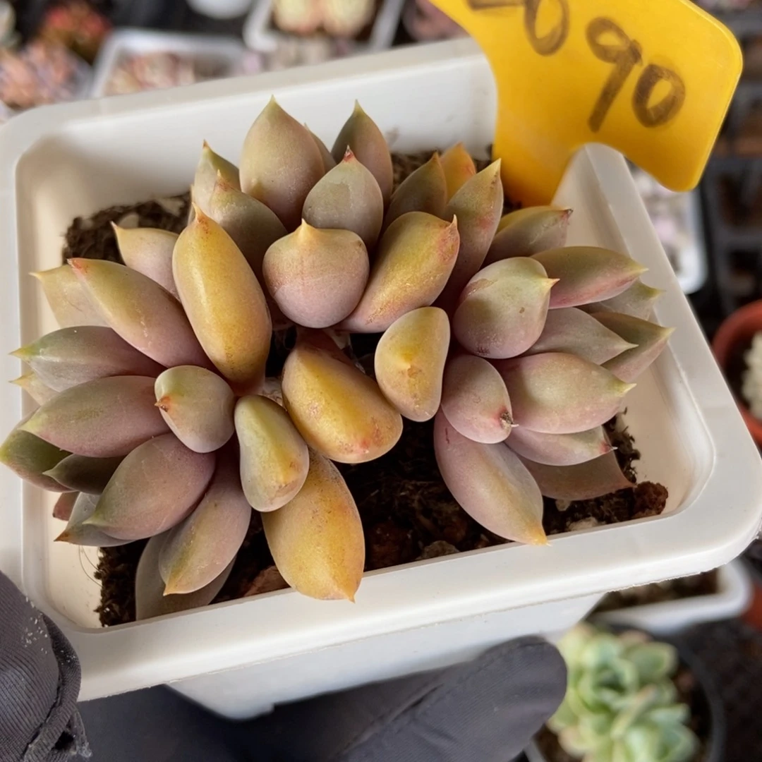 2090象牙多肉植物保护