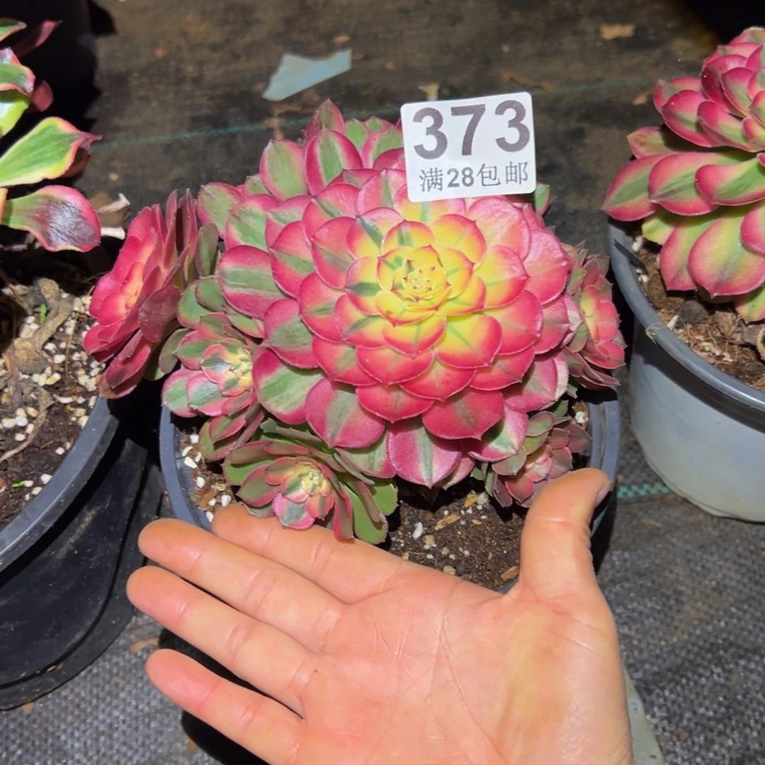 夏***荷多肉植物373小荔枝