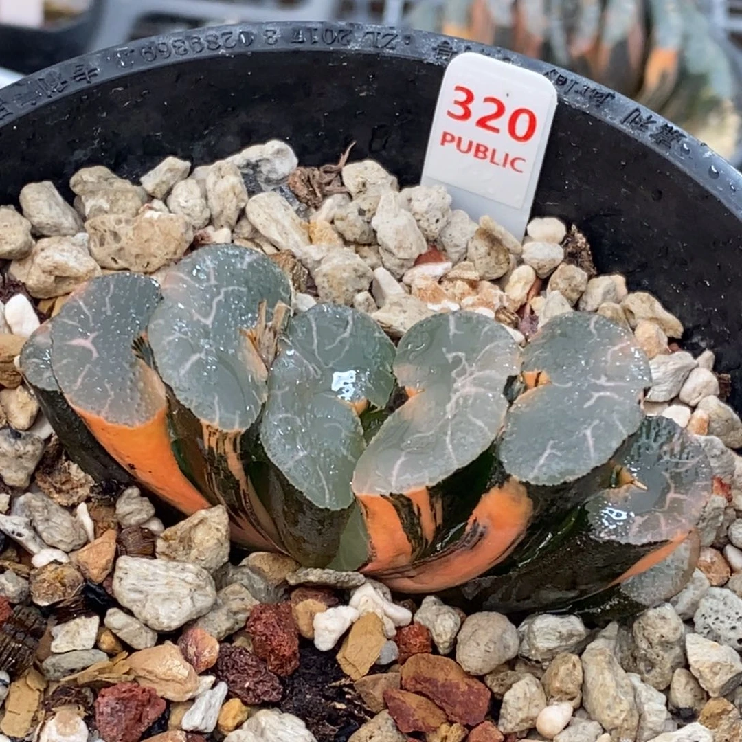 320号大绳玉扇锦多肉