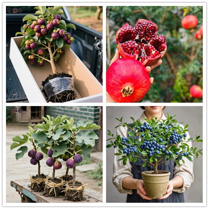 一物一拍果树苗盆栽地栽