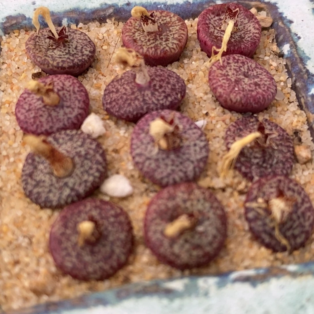 密纹安贞一颗买3颗送1