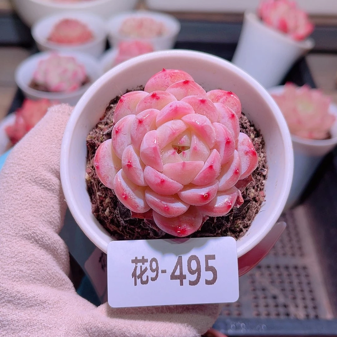 花利美9-495新品
